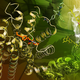 Image: Yekaterina Kadyshevskaya, The Stevens Laboratory, University of Southern California